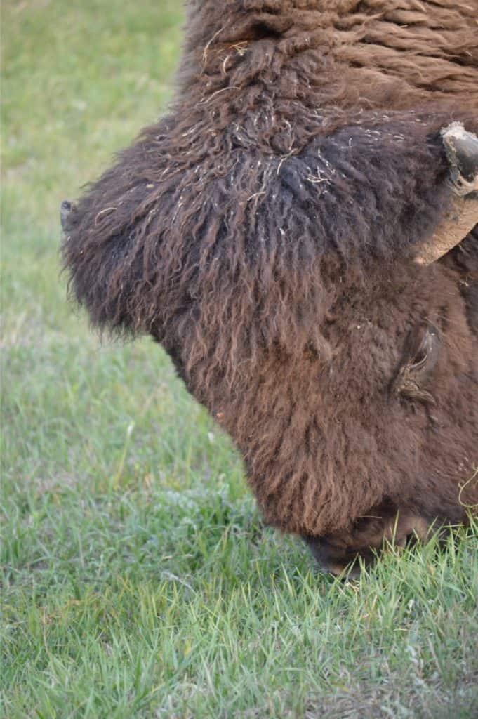 Bison head shot. Bison are common Badlands National Park animals.