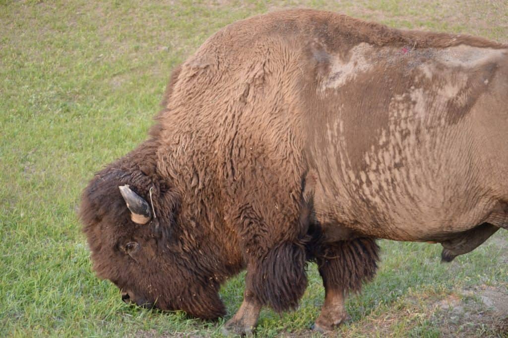 Bison at close range.