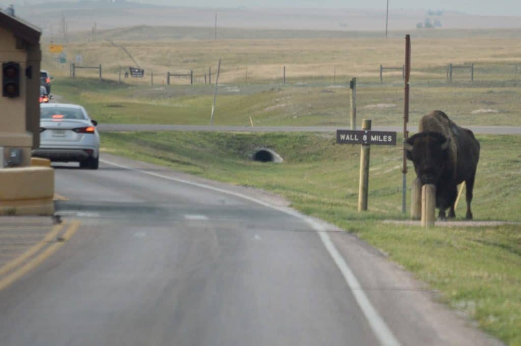 Bison at park exit. Badlands National Park animals.