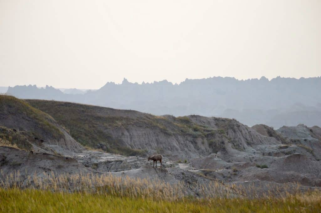 Bighorn sheep near Pinnacles Overlook in Badlands National Park.