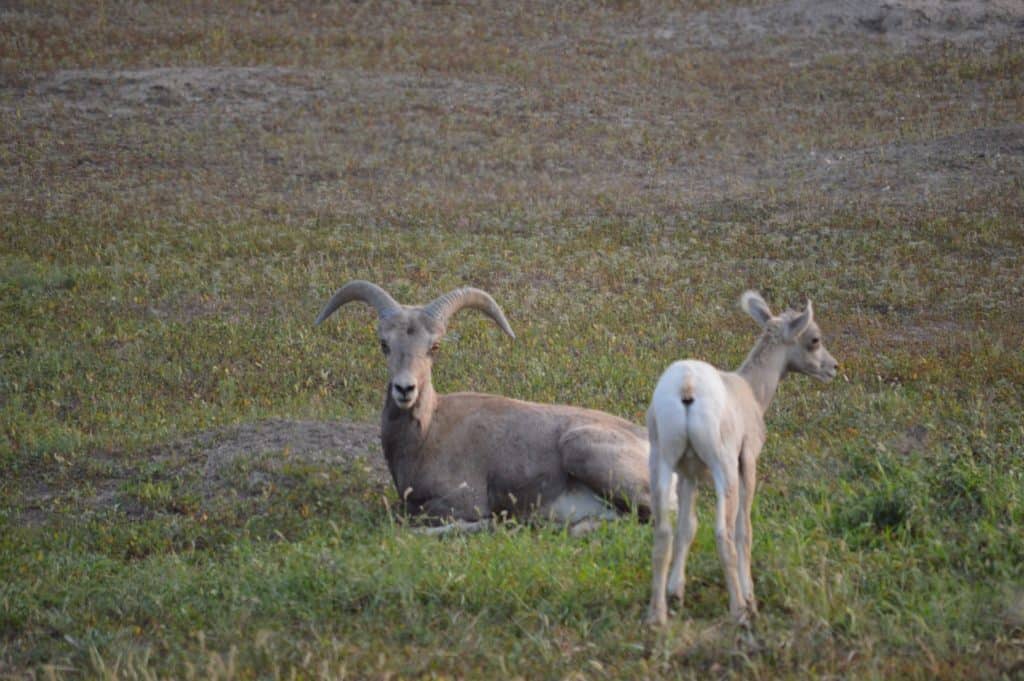 Bighorn sheep and lamb at Badlands National Park