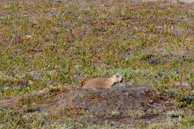 Prairie dog. There are several Prairie dog towns where you can see Badlands National Park Animals like prairie dogs and burrowing owls.