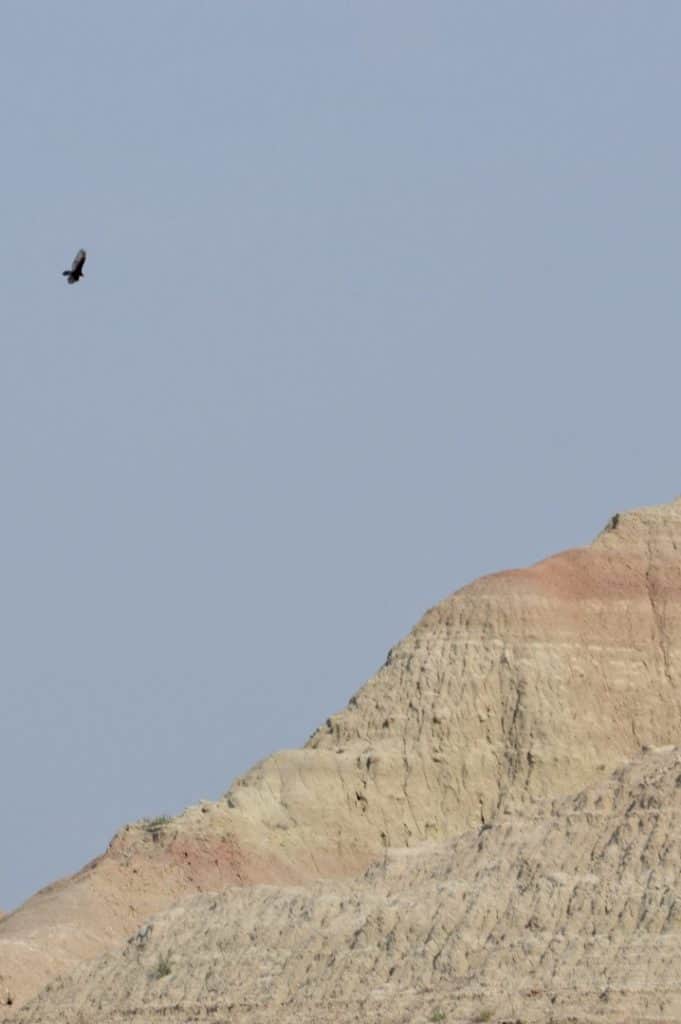 Bird in flight over Badlands Wall.