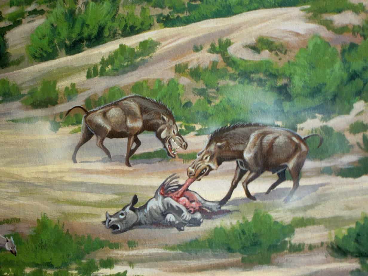 Illustration showing "terminator pigs" from the Cenozoic Era. NPS copyright image. Thomas Condon Paleontology Center, Painted hills National Park.