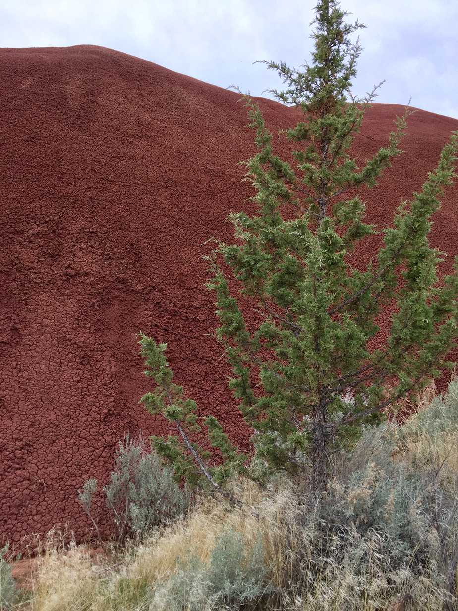 Color contrasts between green pine and burgundy soil at the Painted Cove. Painted Hills National Park, Oregon.