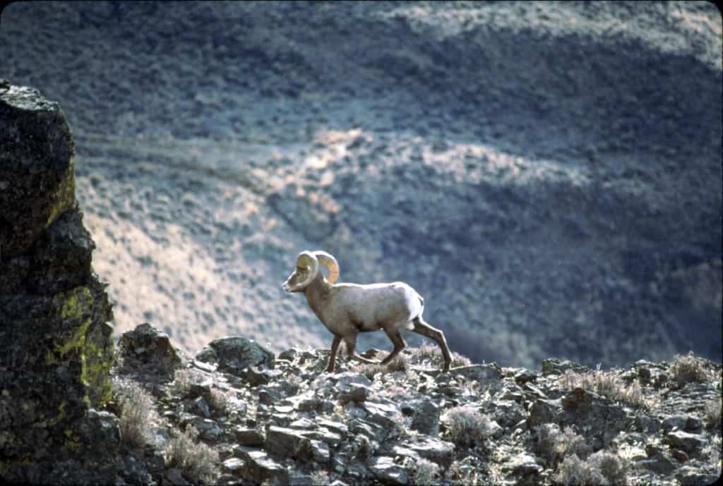 Bighorn Sheep. 