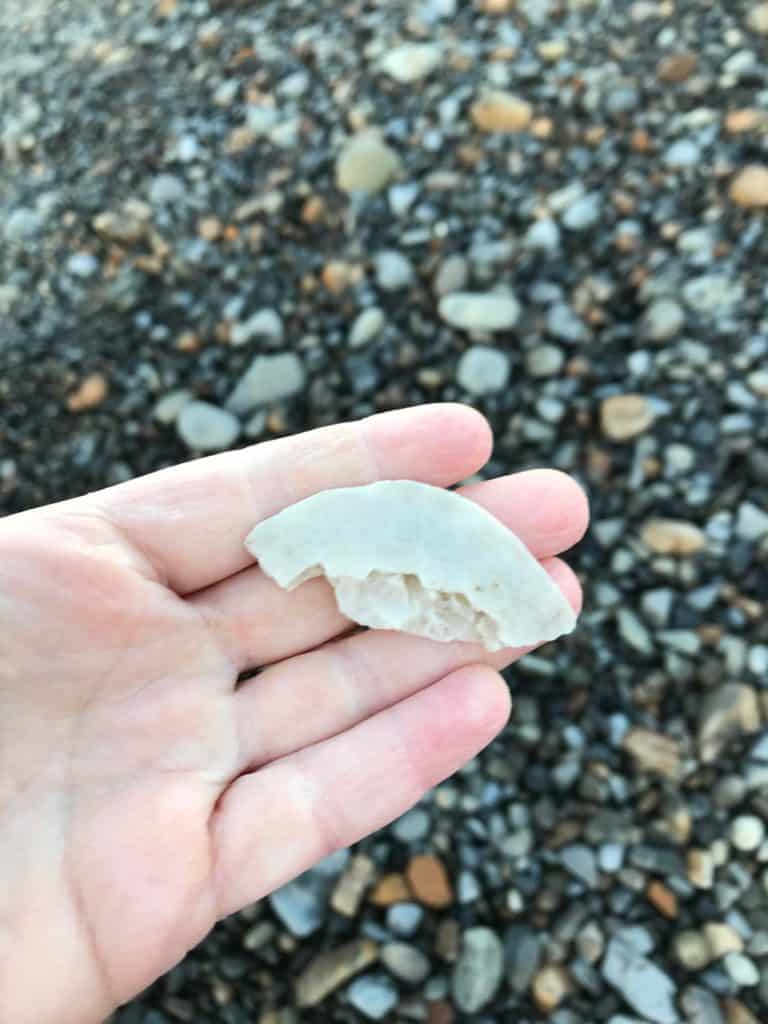Piece of sand dollar collected from the Pacific City beach. Beachcombing is a fun activity when visiting Pacific City Oregon with kids.