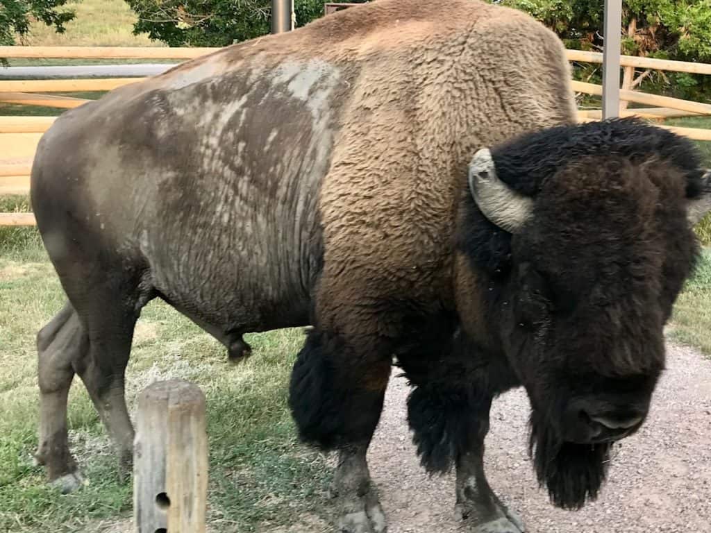 American bison can be seen at various point while driving through Badlands National Park.