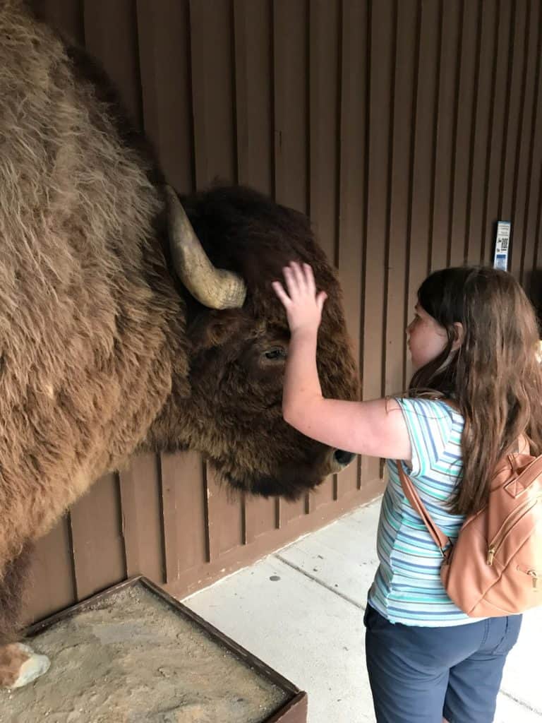 Girl petting taxidermied bison. Looking for a Bison? You'll find it at Wall Drug.