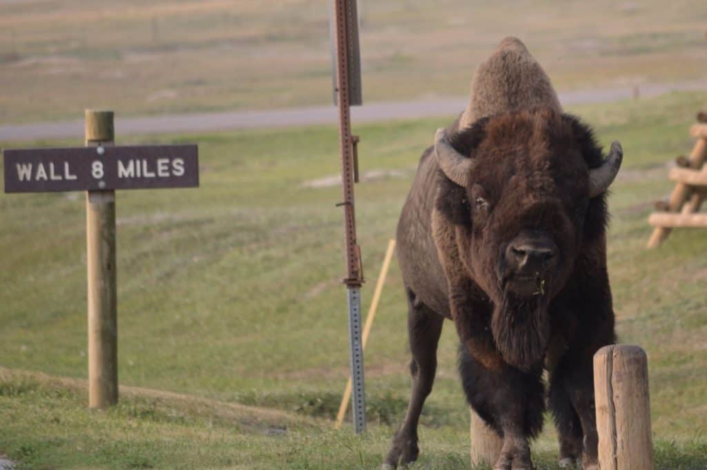 Bison with a sign behind that reads "Wall 8 miles". 
