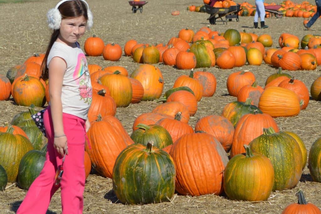 Girl walking through pumpkins in field. Visiting a Pumpkin patch in Salem Oregon.