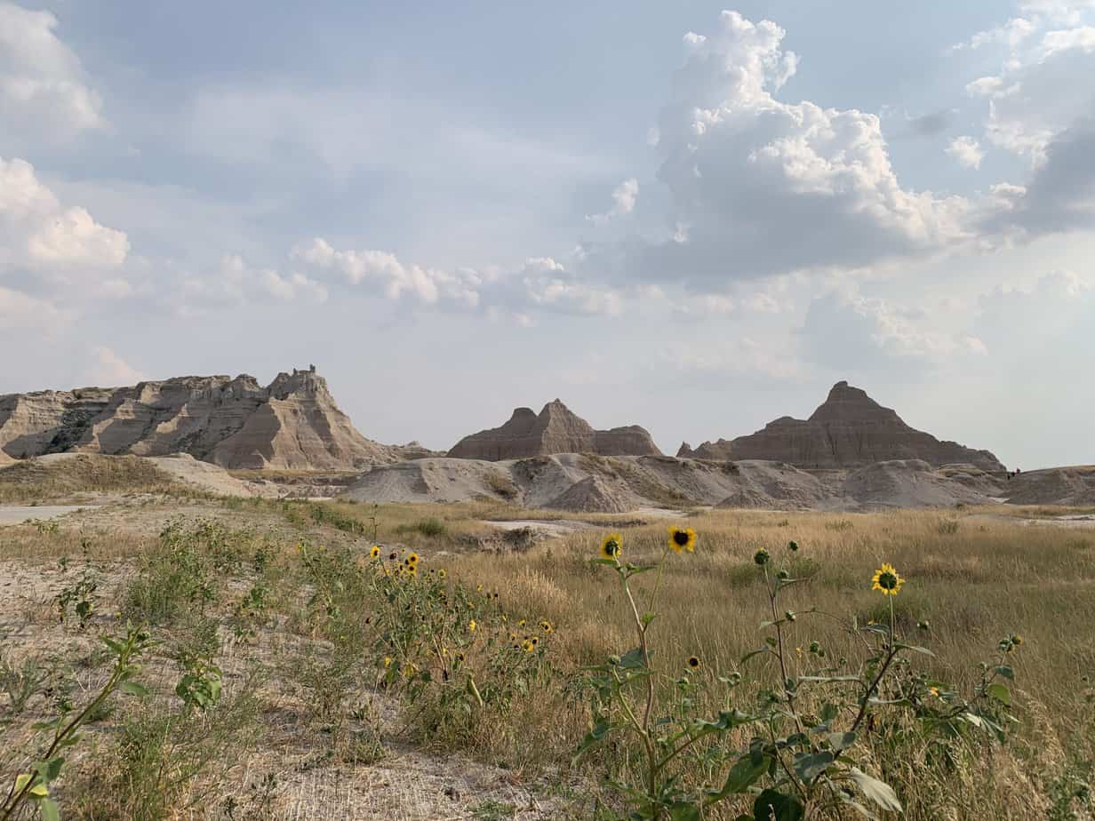 Wildflowers with the Badlands Wall behind