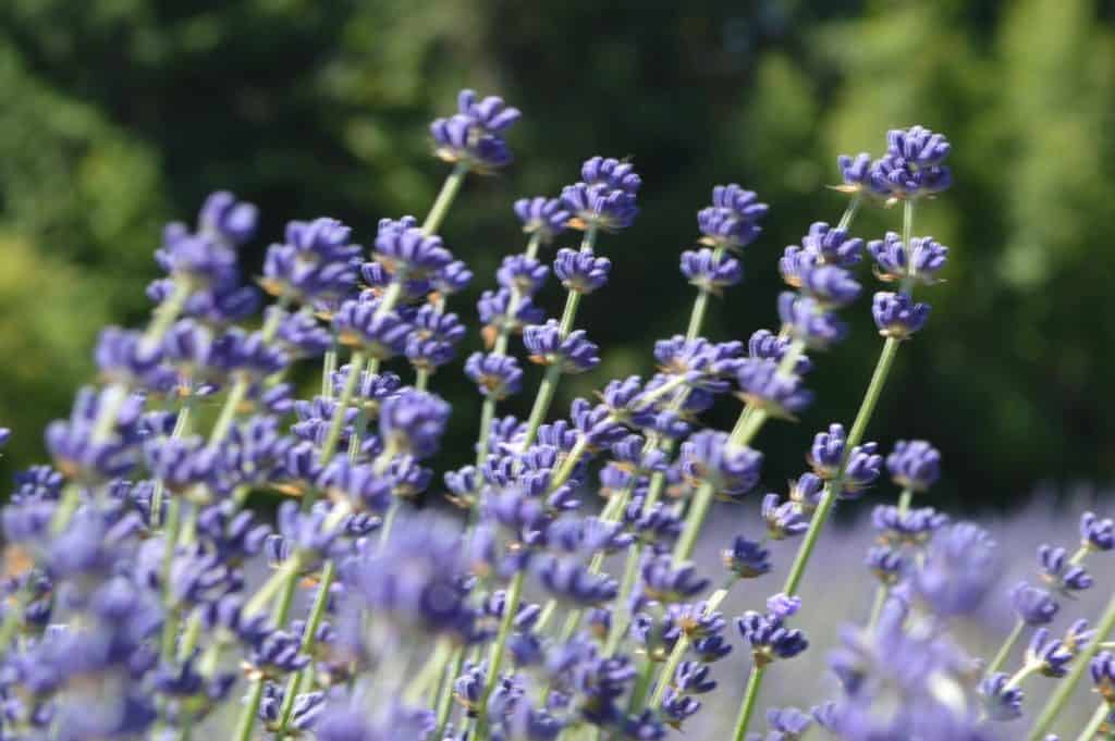 Lavender flowers to help with relaxation. Sleep help for ADHD and anxiety.