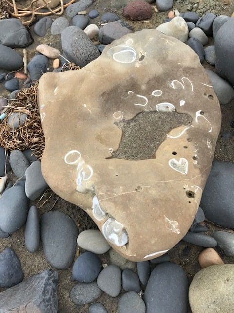 A sandy boulder holds a dozen or more marine fossils. You can find marine fossils and more at agate beaches in Oregon.