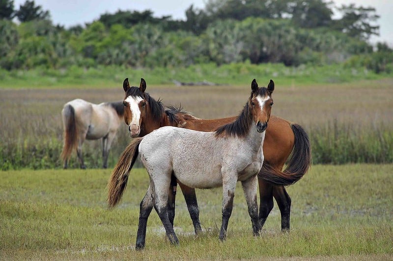 Two beautiful wild horses stand and face the camera at Cumberland Island National Seashore. Cumberland Island NS is one the 12 Best National Parks in Georgia.