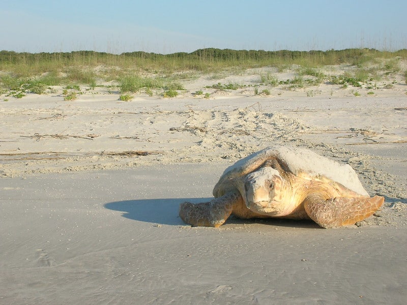 A Sea Turtle lays on the white beach sands on Cumberland Island. Undeveloped beaches and remarkable wildlife make Cumberland Island NS one of the 12 Best National Parks in Georgia.