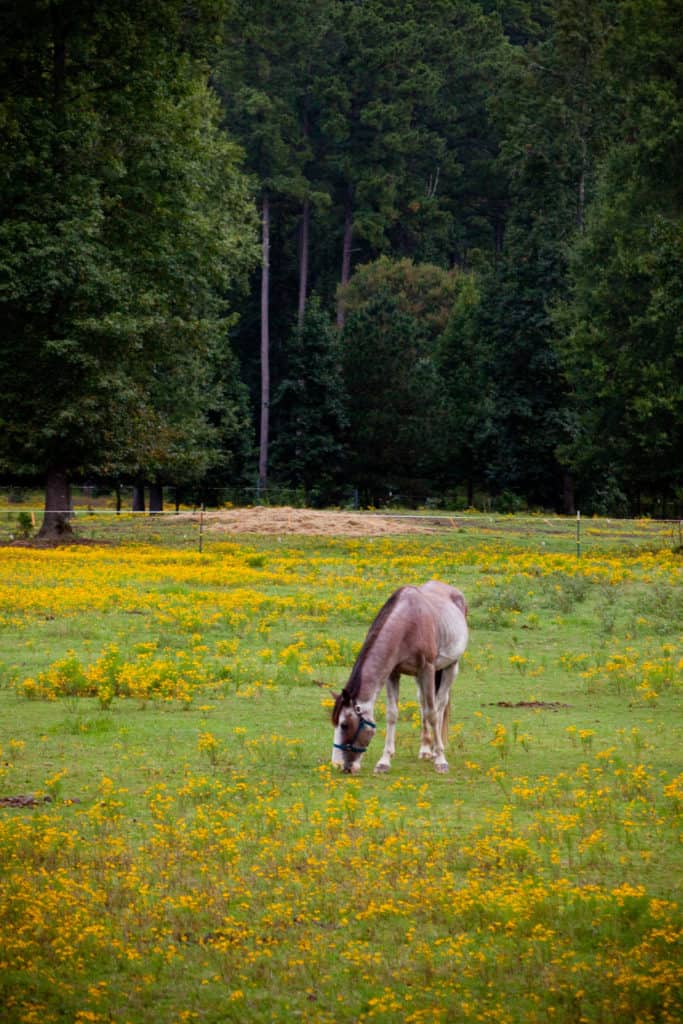 A horse nibbles grass in a field. Tall trees stand in the background.