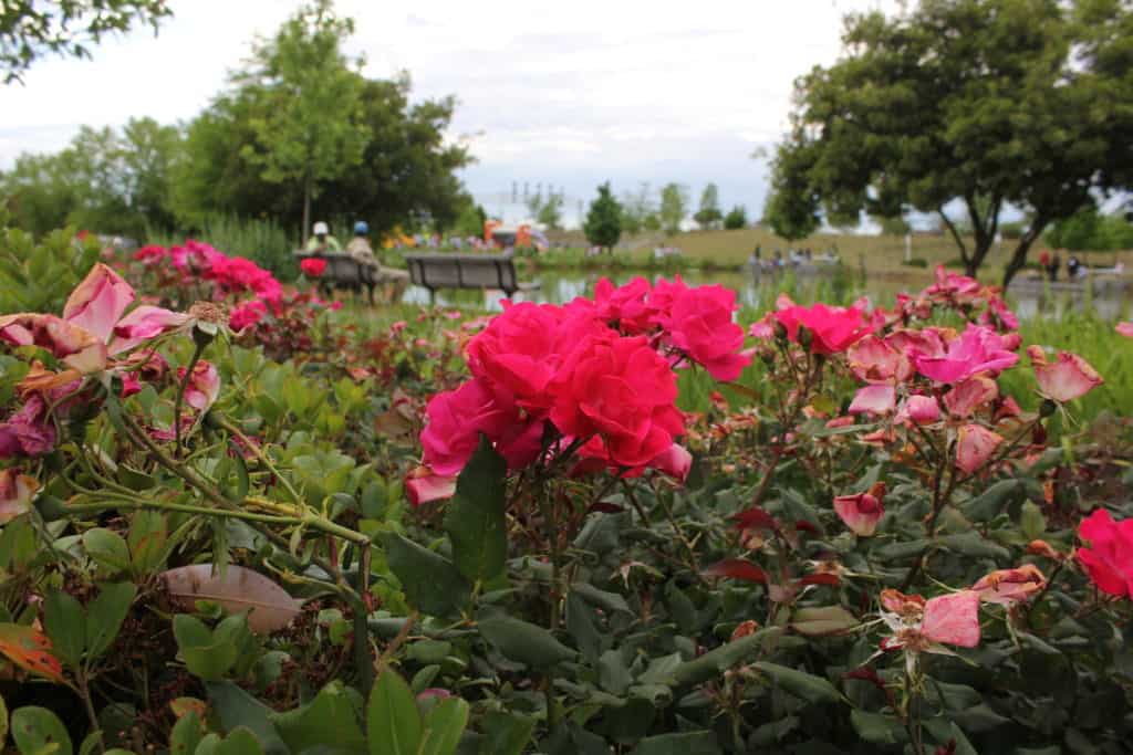 Pink roses lend their beauty to Railroad Park.