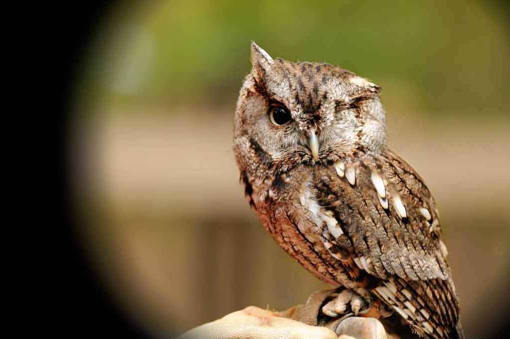 A tiny owl winks at you. This Screech Owl is one of many birds found at the Alabama Wildlife Center.