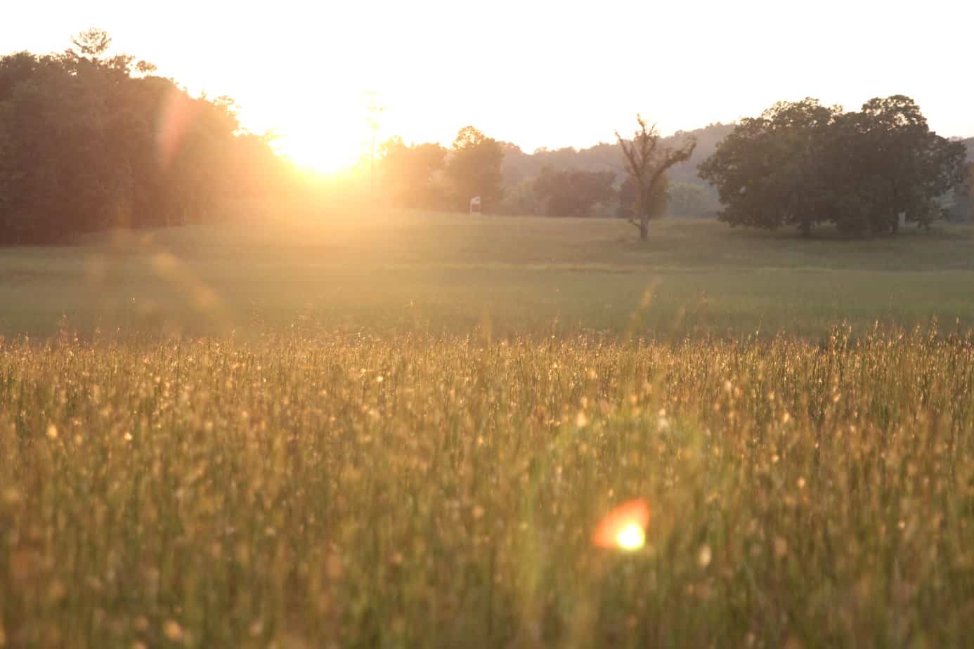 Morning sunshine gilds the quiet grasses of Dyer Field. Dyer Field was a scene of intense fighting in the Battle of Chickamauga.
