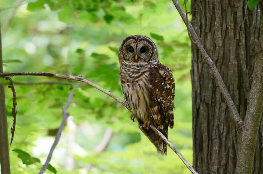 An owl peers out from his branch at Jemison Park. 