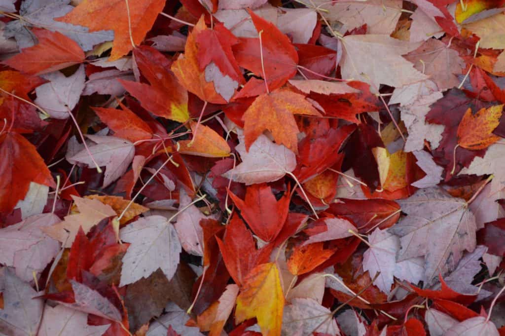 fall leaves. Fall activities for teens