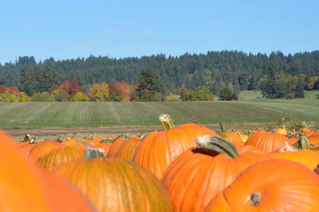 Pumpkins in a field. Fall activities for teens