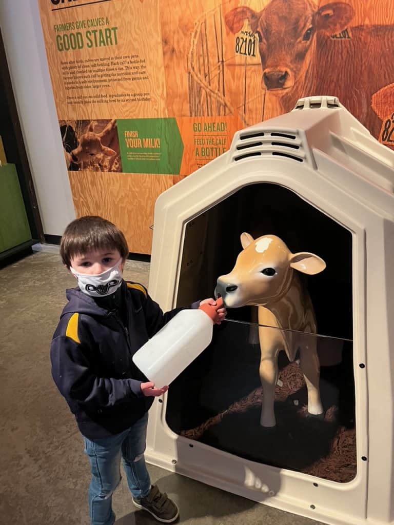 Our young son practices feeding a model calf at the Tillamook Creamery.  Tillamook Creamery is a great place to find some of the best gifts from Oregon.