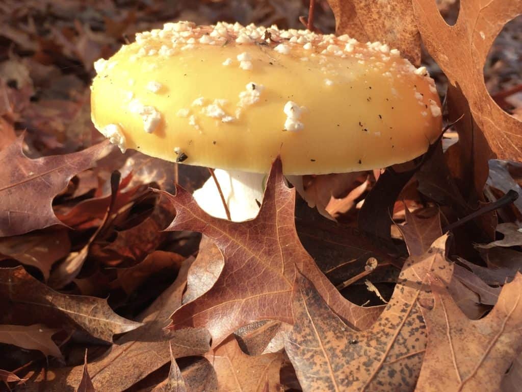 Mushroom in fall leaves. 