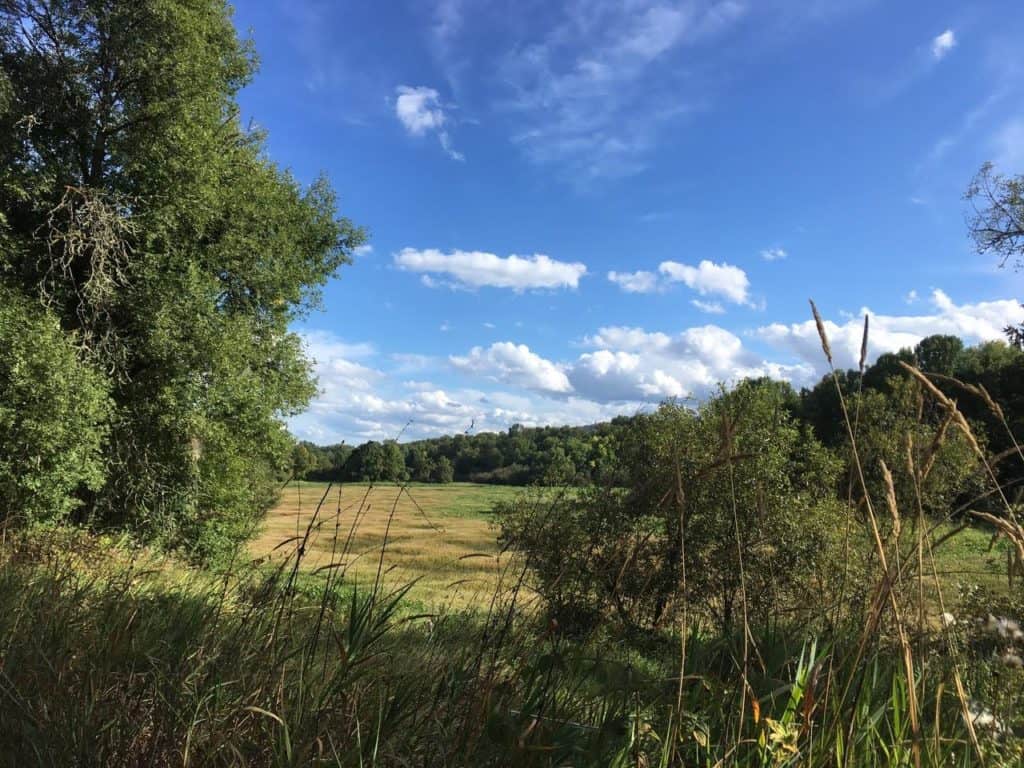 Oaks surround a beautiful meadow at Sauvie Island. Sauvie Island is one of the 15 best Portland Oregon day trips for families.