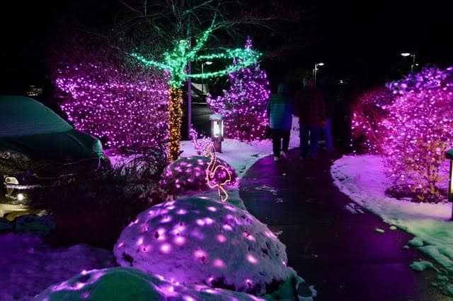 People walk along a pathway of purple bushes and purple snow at the Silverton Christmas Market. Silverton Christmas Market is one of the 11 best places to see Christmas lights in Salem Oregon.