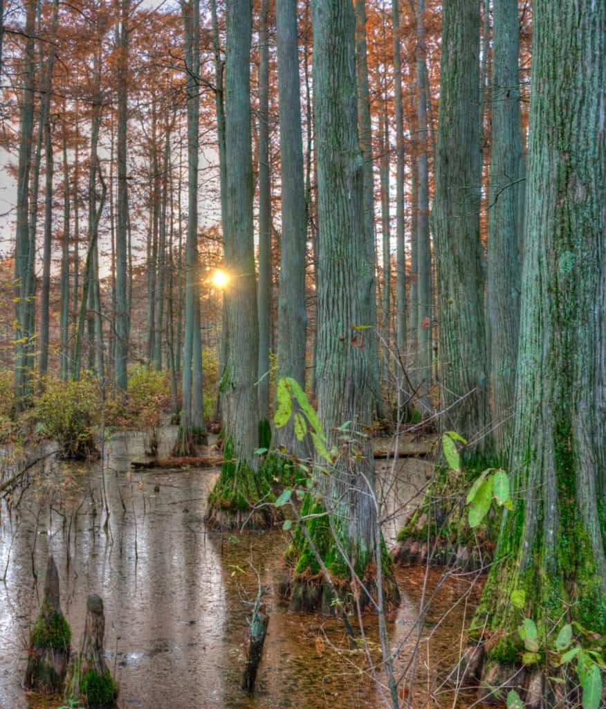 A peaceful morning lights up autumn leaves at Cache River State Natural Area. Cache River State Natural Area is one of the 37 best things to do in Southern Illinois.