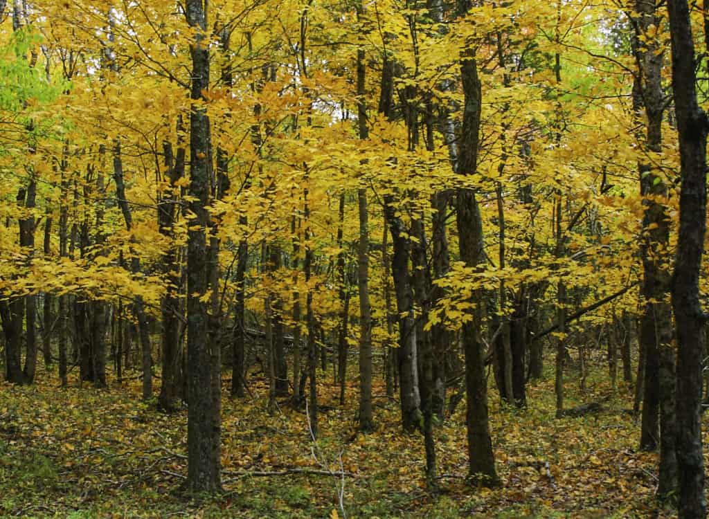 Golden leaves fill forestland at Ferne Clyffe State Park. Ferne Clyffe is one of the 37 best things to do in Southern Illinois.