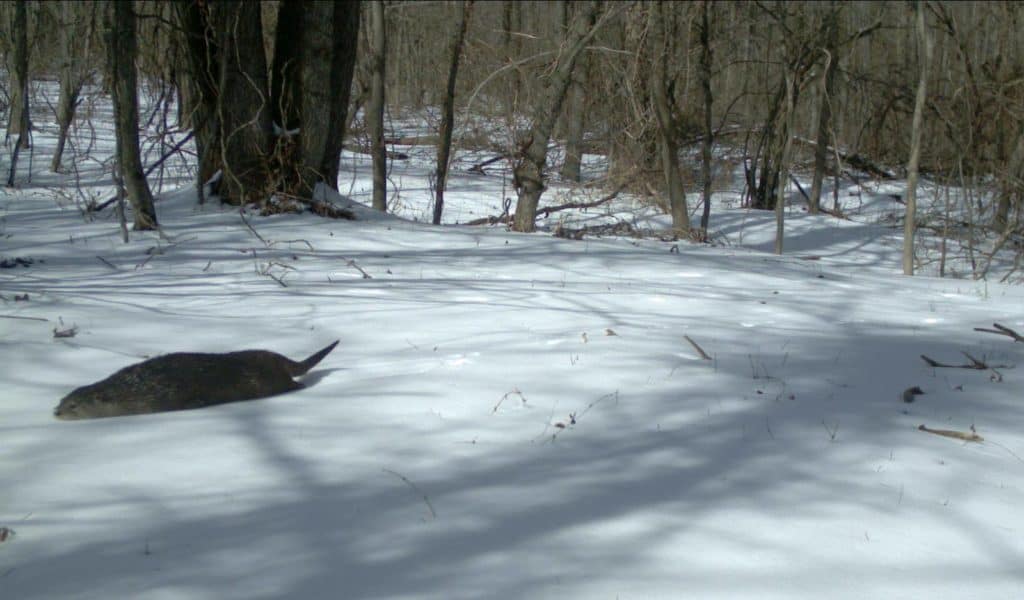 A river otter slides across packed snow at Crab Orchard NWR.