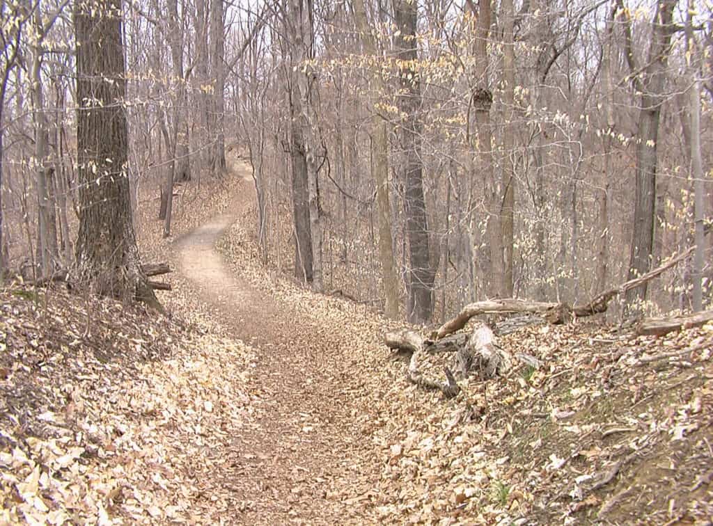 A trail winds through a forest in late-autumn at the Little Grand Canyon Trail.