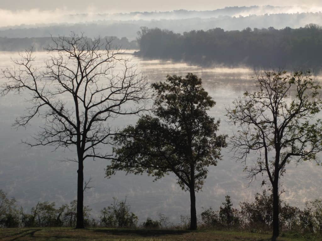 Three trees stand stand before a misty river and forestland in Southern Illinois. 