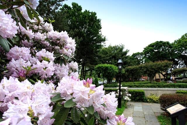 Rhododendrons bloom at Roger Williams National Memorial. Image by NPS.