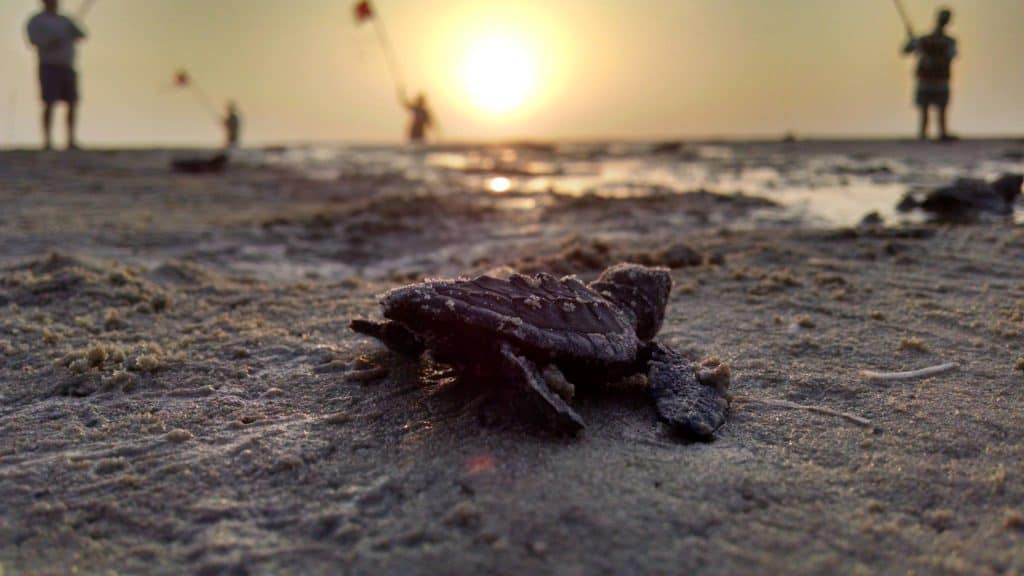 A baby sea turtle struggles toward the ocean at Padre Island National Seashore. You can find several national seashores on Dinkum Tribe's national parks and monuments by state. Image by NPS.