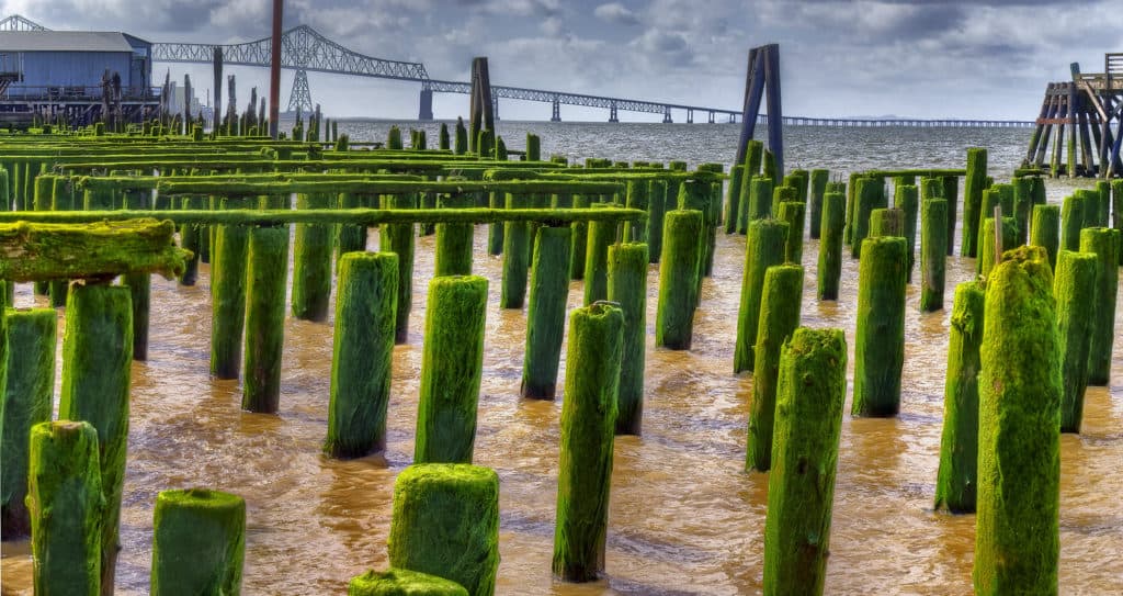 Green, algae-covered pier pylons stand amid the waters of the historic Astoria waterfront area.