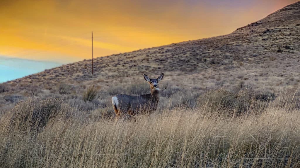 A mule deer watches carefully in the evening light along Oregon National Historic Trail.