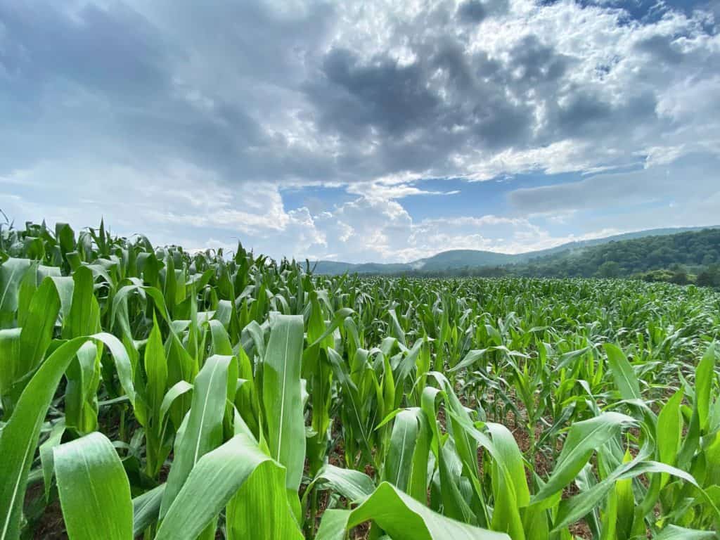 Corn grows below blue skies in Vermonts green hills. Image by Bryan Pocius. list of national parks and monuments by state