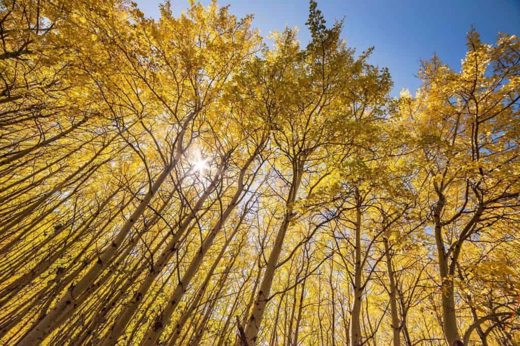 Golden Aspen trees light up the sky at Glacier National Park. You can find all of the national parks on Dinkum Tribe's list of national parks and monuments by state. Image by NPS.
