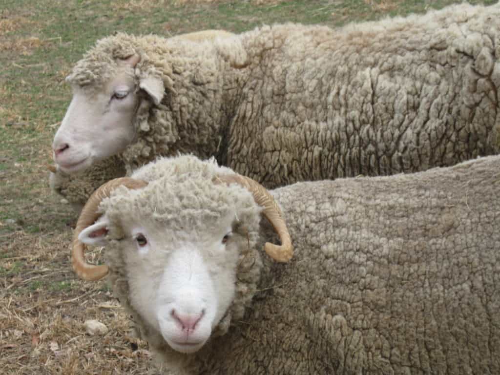 Sheep and other animals can be found at the living history farm in Lincoln Log Cabin State Historic Site.