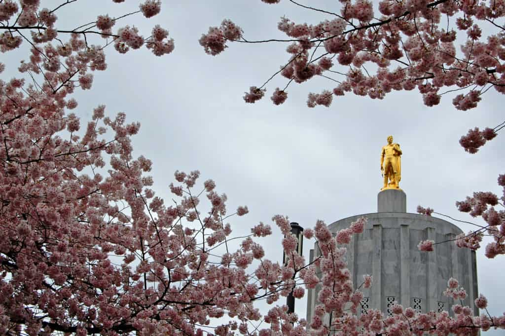 The Oregon Capitol Building stands amid cherry blossoms in Salem, Oregon. Salem is one of the 15 best Portland Oregon day trips for families.