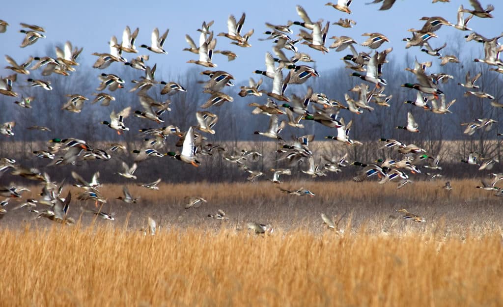 Flocks of birds fly over wetlands at Cypress Creek National Wildlife Refuge.