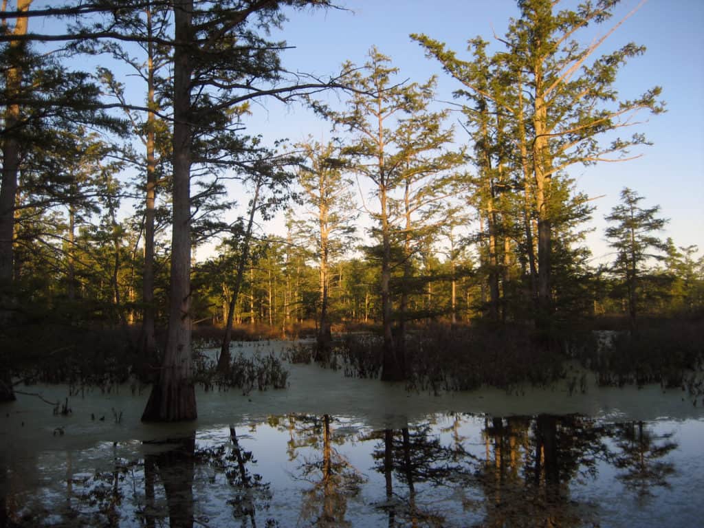 Bald Cypress trees stand amid the wetlands of Cypress Creek National Wildlife Refuge. Cypress Creek NWR is one of the 37 best things to do in Southern Illinois.