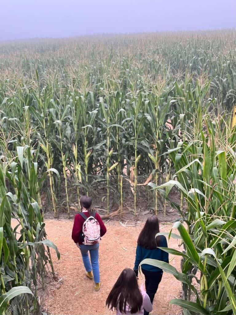 Teens walking in a corn maze.