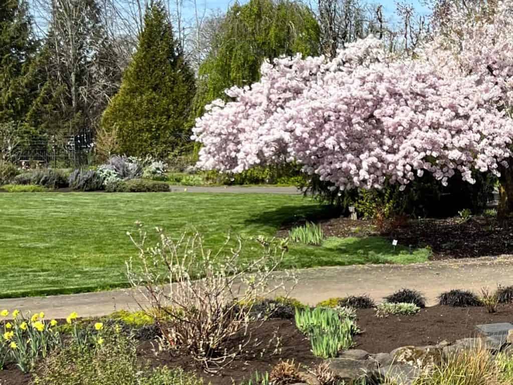 Oregon Garden in the spring. Valentine's Day picnic ideas.