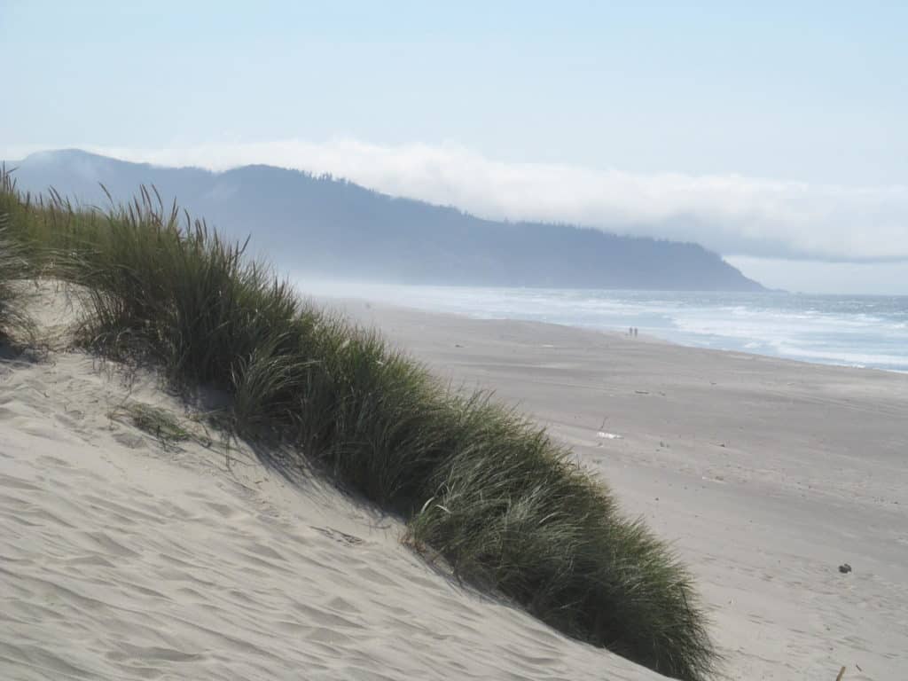 Windswept grasses sway on a coastal dune at Bob Straub State Park.