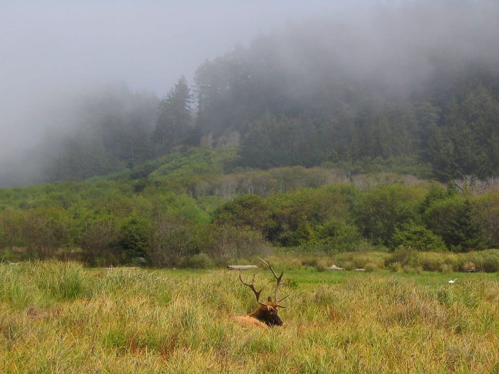 An elk stag rests in the prairie at Prairie Creek Redwoods State Park.